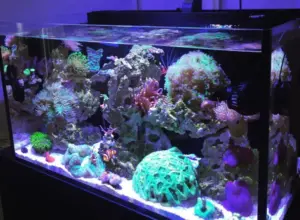 تصویر شماره 34 از گالری کیسه تنان (Cnidaria) چه جانورانی هستند؟