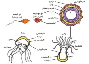 تصویر شماره 3 از گالری کیسه تنان (Cnidaria) چه جانورانی هستند؟