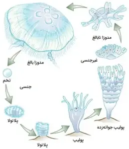 تصویر شماره 7 از گالری کیسه تنان (Cnidaria) چه جانورانی هستند؟