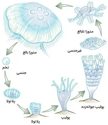 نمایشگر تصویر