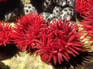 تصویر شماره 6 از گالری کیسه تنان (Cnidaria) چه جانورانی هستند؟