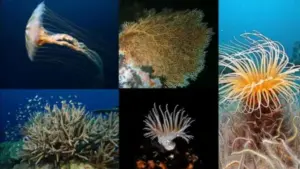 تصویر شماره 26 از گالری کیسه تنان (Cnidaria) چه جانورانی هستند؟