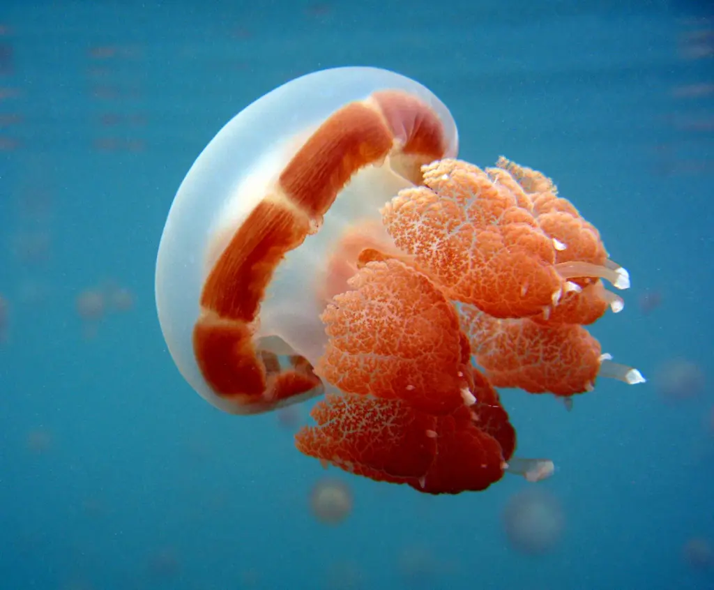 کیسه تنان (Cnidaria) چه جانورانی هستند؟