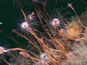 تصویر شماره 14 از گالری کیسه تنان (Cnidaria) چه جانورانی هستند؟