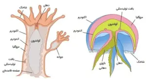 تصویر شماره 2 از گالری کیسه تنان (Cnidaria) چه جانورانی هستند؟