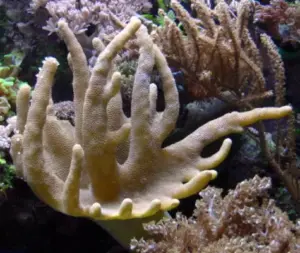 تصویر شماره 20 از گالری کیسه تنان (Cnidaria) چه جانورانی هستند؟