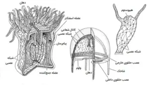 تصویر شماره 28 از گالری کیسه تنان (Cnidaria) چه جانورانی هستند؟