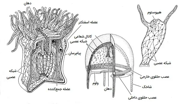 نمایشگر تصویر