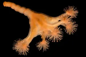 تصویر شماره 13 از گالری کیسه تنان (Cnidaria) چه جانورانی هستند؟