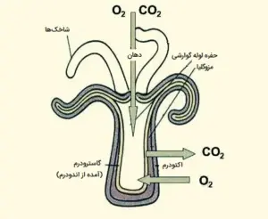 تصویر شماره 4 از گالری کیسه تنان (Cnidaria) چه جانورانی هستند؟