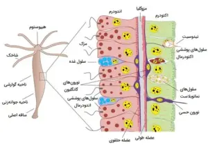 تصویر شماره 8 از گالری کیسه تنان (Cnidaria) چه جانورانی هستند؟
