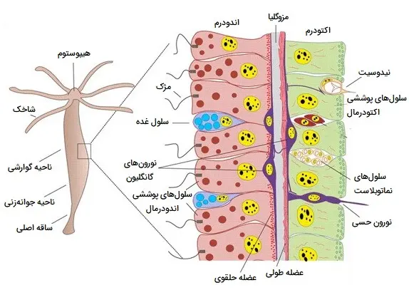 نمایشگر تصویر