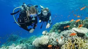 تصویر شماره 33 از گالری کیسه تنان (Cnidaria) چه جانورانی هستند؟