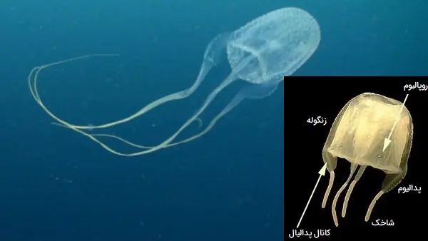 نمایشگر تصویر